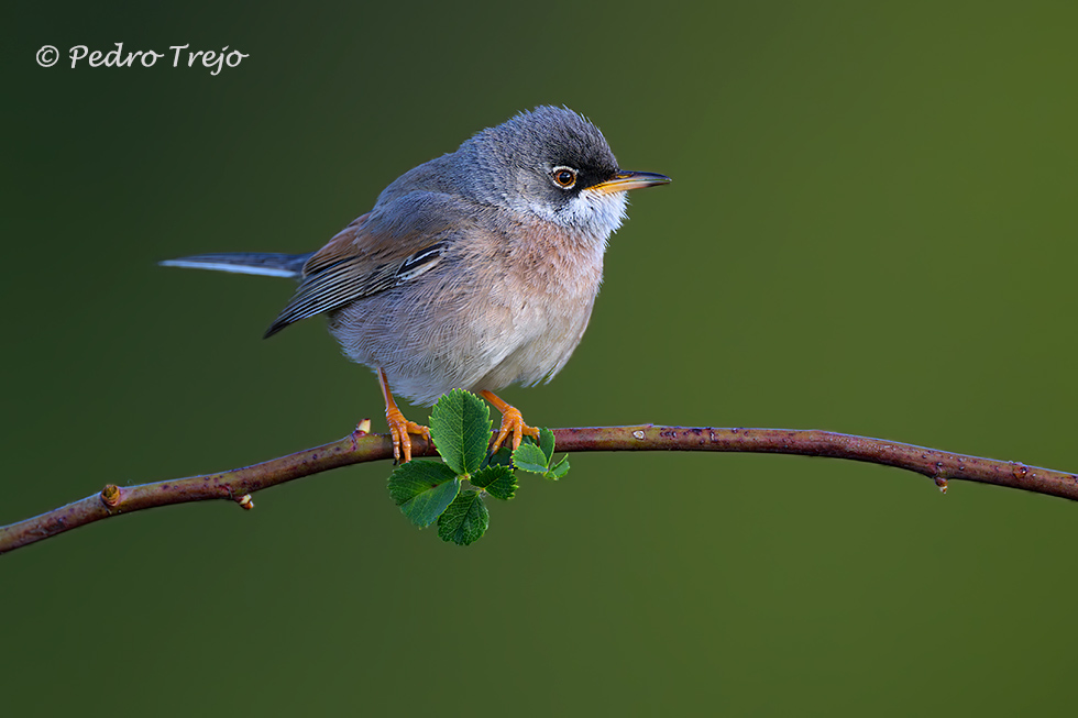 Curruca tomillera (Sylvia conspicillata)